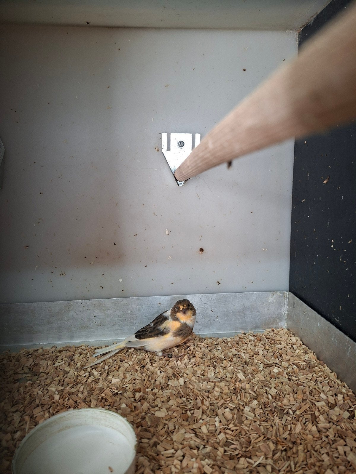 kanarie pop van 2025., Dieren en Toebehoren, Vrouwelijk, Kleurkanarie