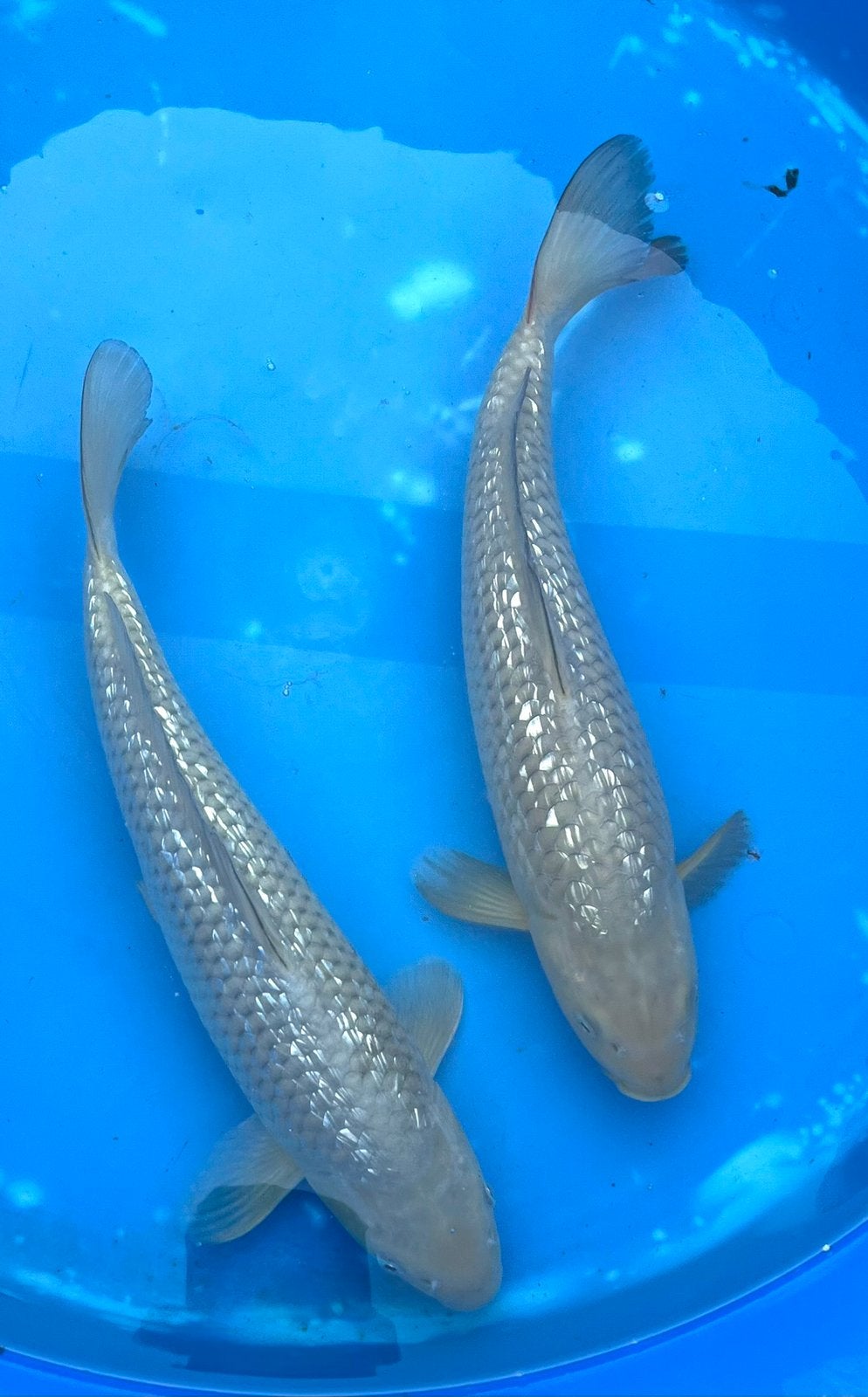 Japanse Tosai: Ginrin Chagoi 33-35cm, Karper of Koi