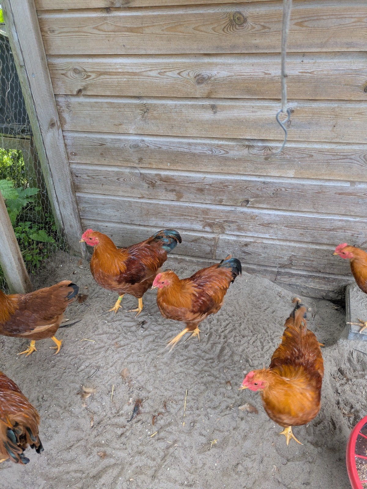 Prachtige New Hampshire kriel hanen ., Dieren en Toebehoren, Pluimvee, Mannelijk, Kip