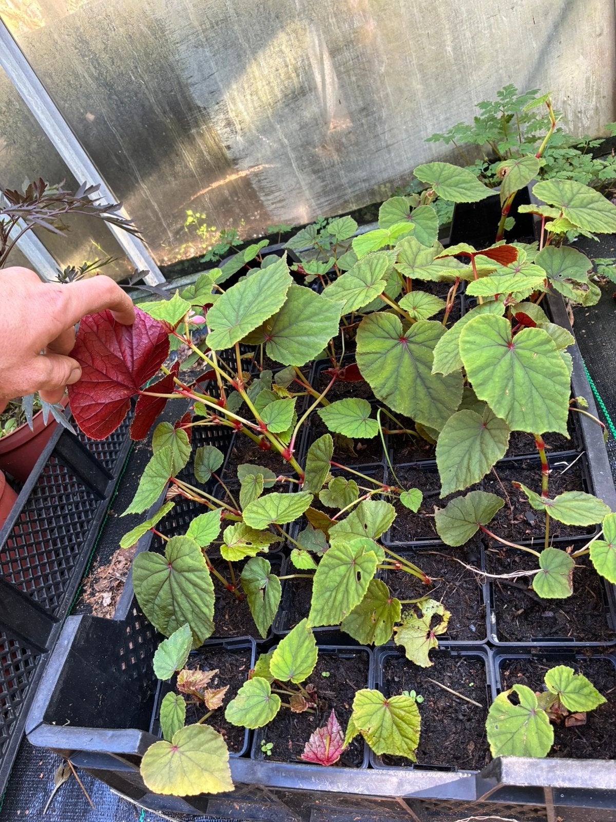 Winterharde Begonia, hele partij!, Tuin en Terras, Ophalen of Verzenden, Overige soorten, Volle zon