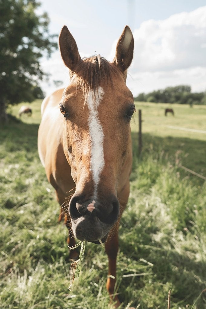 weide/ perceel grond gezocht Zuid-Limburg, Dieren en Toebehoren, Stalling, 2 of 3 paarden of pony's