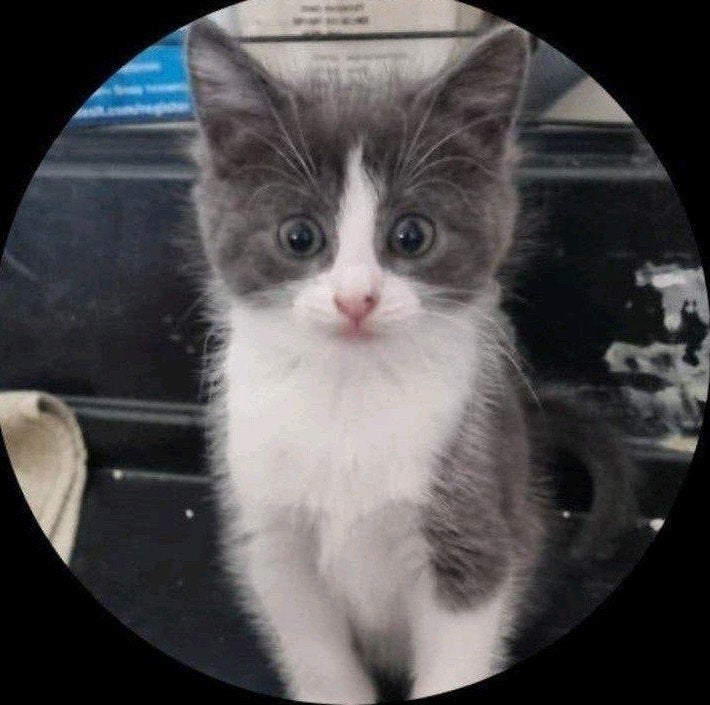 1 female kitten, 6 weeks old, Poes