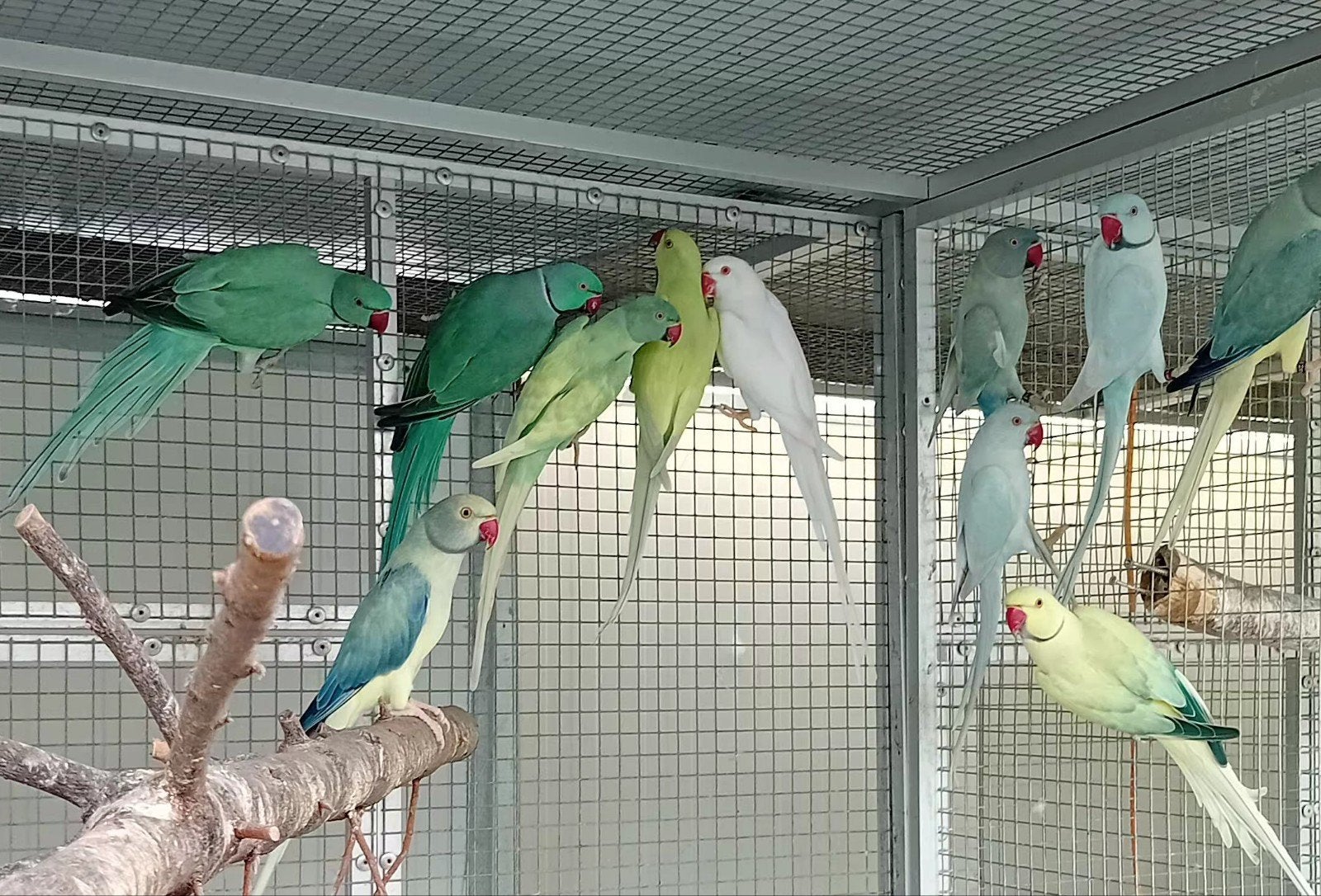 halsband  parkieten, Meerdere dieren, Parkiet