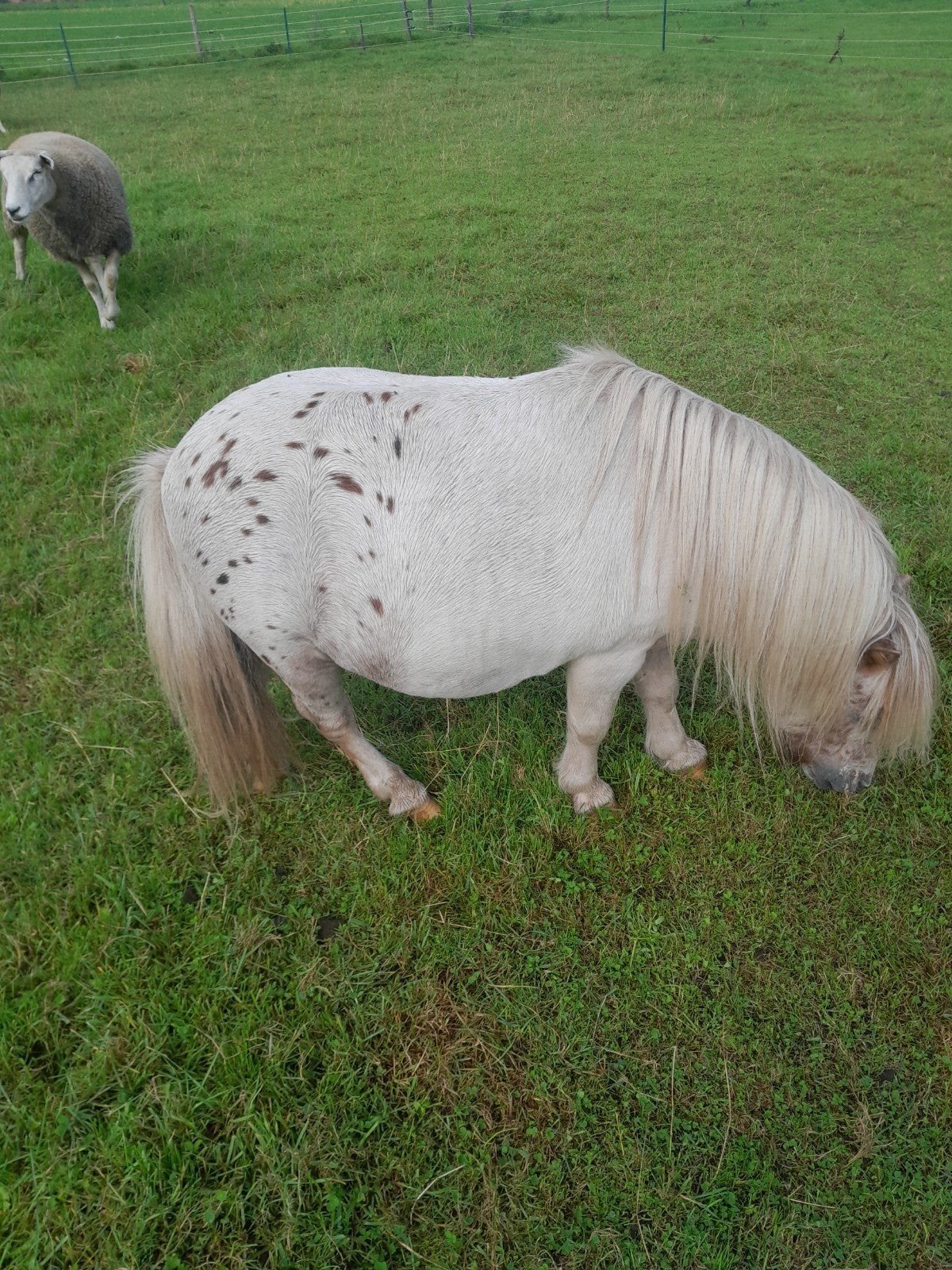 appaloosa mini hengstje, Dieren en Toebehoren, Pony's, Hengst, A pony (tot 1.17m), 7 tot 10 jaar