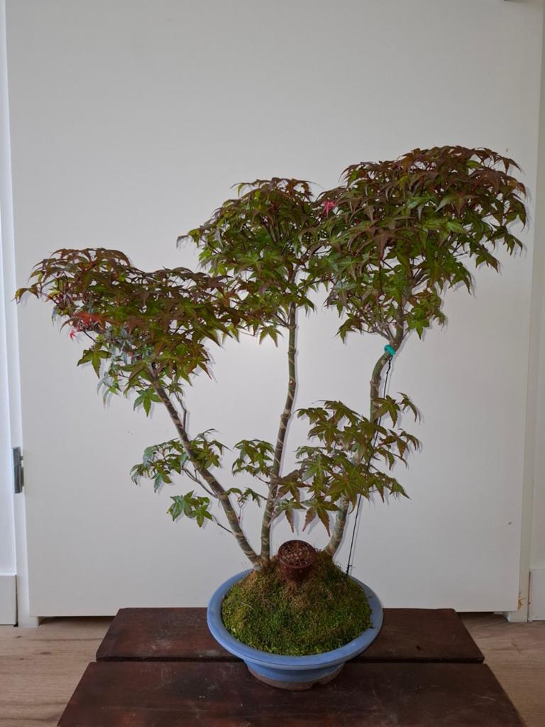 Acer palmatum "Deshojo" bonsai, Ophalen, Bloeit niet, Halfschaduw, Overige soorten