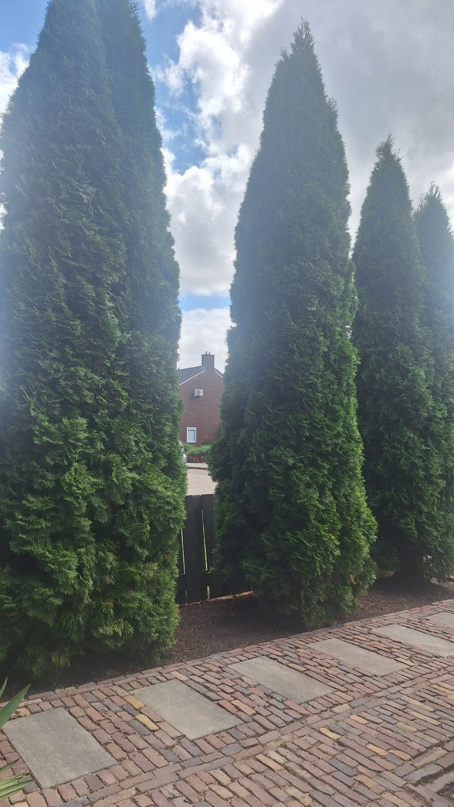 Hoge Coniferen voor Haag of Afscheiding, Tuin en Terras, Planten | Struiken en Hagen, Ophalen, Conifeer, Haag, 250 cm of meer