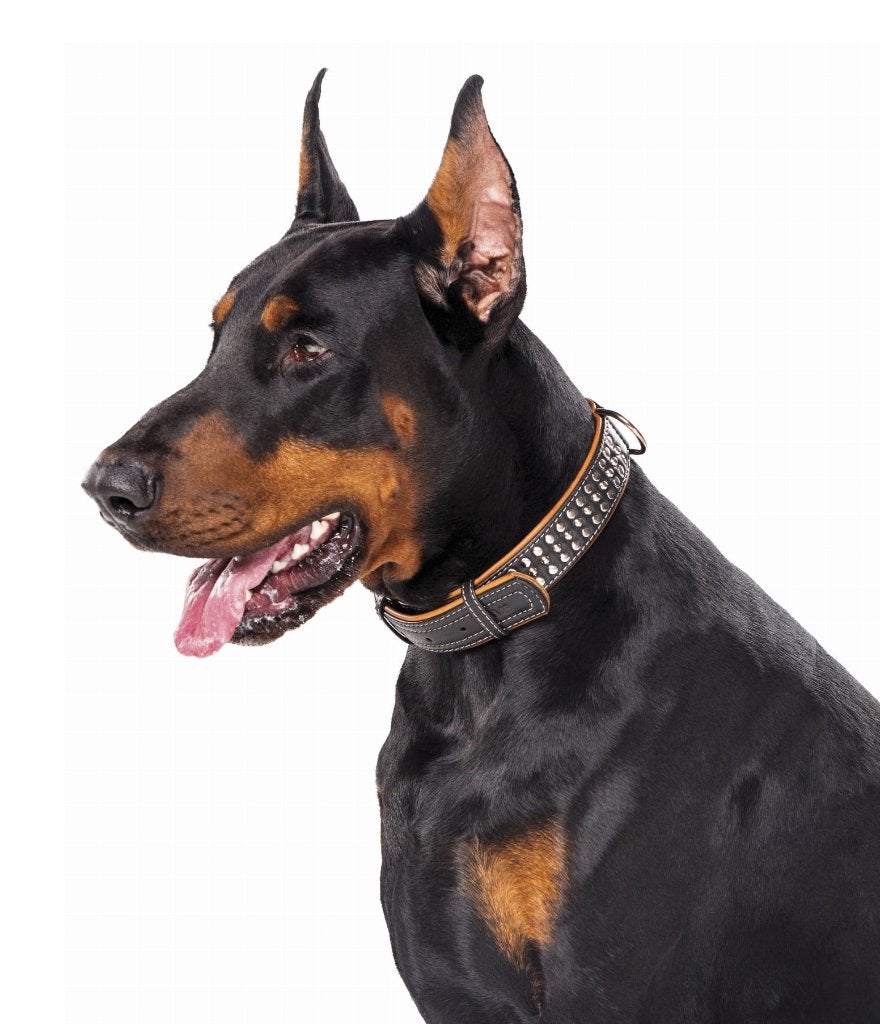 WAUDOG Soft Deco Halsband Leder Zwart L Nek 46-60 cm -40%!!!, Ophalen of Verzenden, Handgemaakt, Nieuw