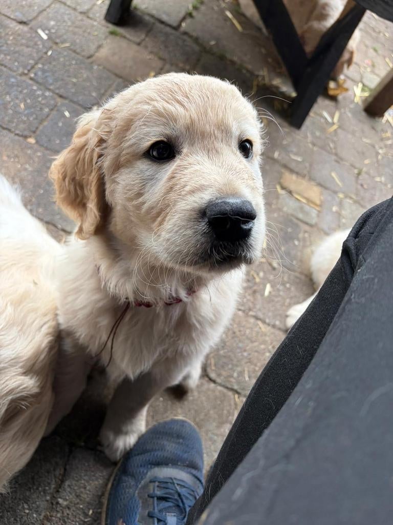 Geweldige leuke pup, Dieren en Toebehoren, Golden retriever, Reu, 8 tot 15 weken, Parvo