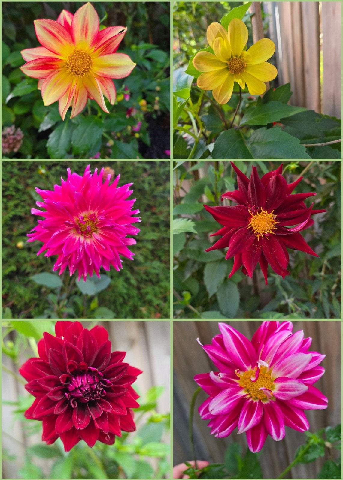 Dahlia zaad - 30 stuks per zakje, Tuin en Terras, Overige soorten, Volle zon, Vaste plant, Ophalen of Verzenden