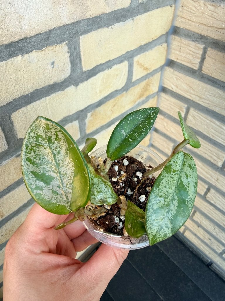 Hoya pakket 1, Huis en Inrichting, Kamerplanten, Verzenden, Halfschaduw, Minder dan 100 cm