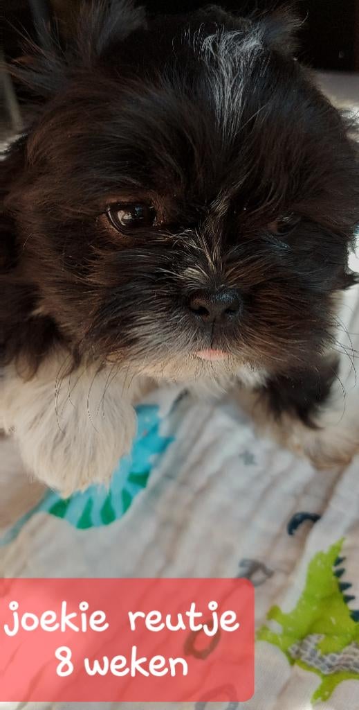 Boomer pups, 9 weken, laatste 2 reutjes., Overige rassen, 8 tot 15 weken, Parvo, Meerdere