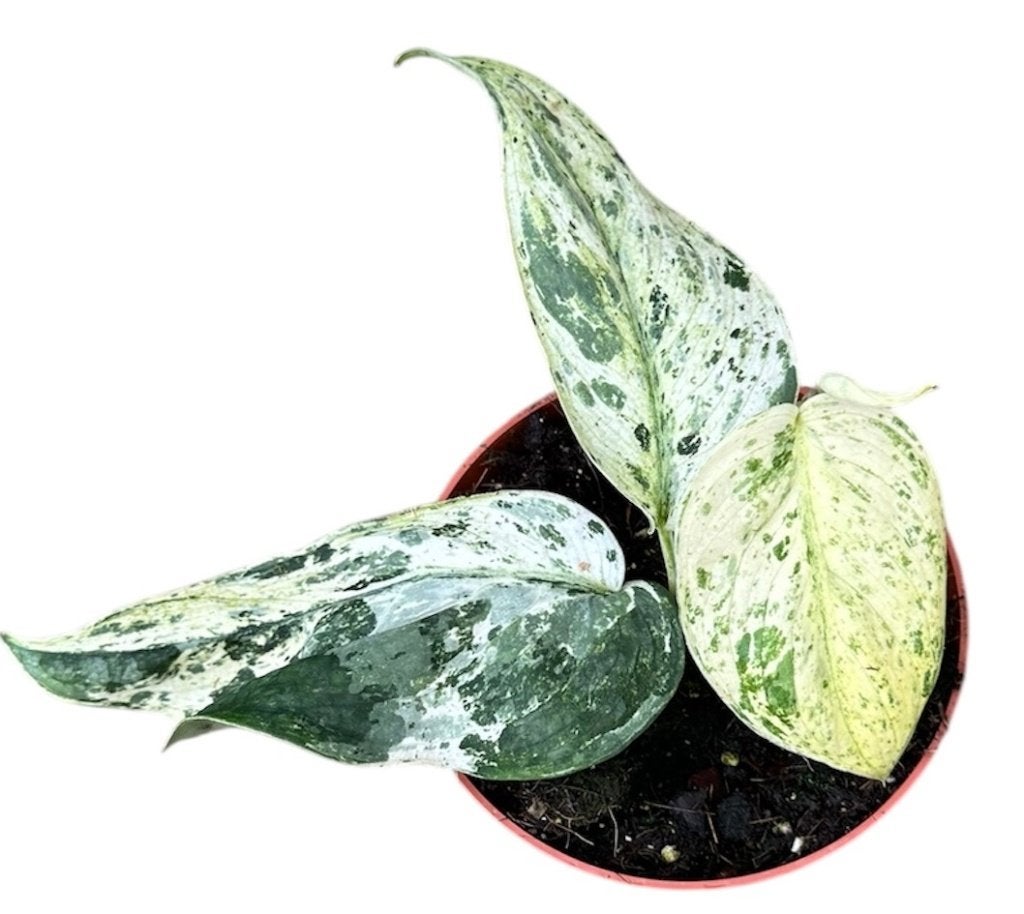 Scindapsus Jade Satin Marble | P10.5, Overige soorten, In pot, Minder dan 100 cm, Groene kamerplant