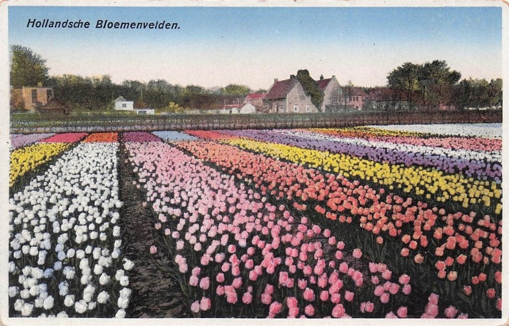 703-405-043 Hollandsche Bloemenvelden, Ophalen of Verzenden, Voor 1920, Noord-Holland