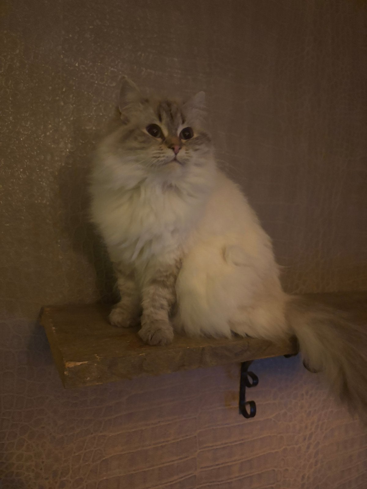Ragdoll herplaatser, Poes
