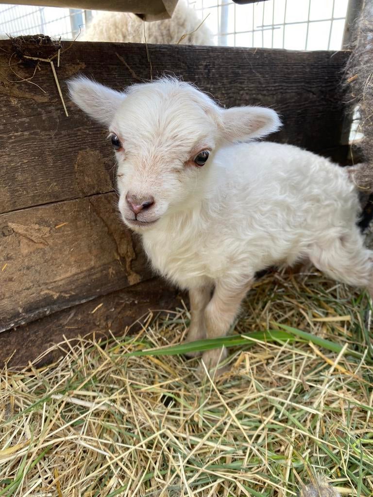Oussant lam tekoop, Mannelijk, Schaap, 0 tot 2 jaar