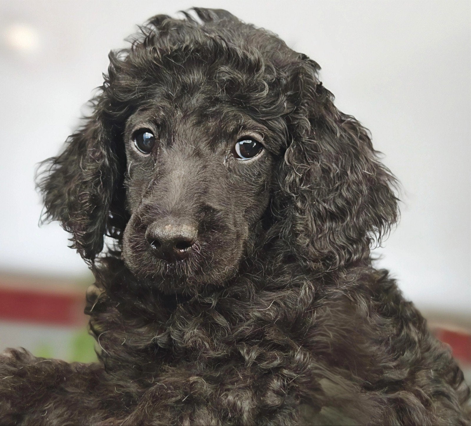 Koningspoedel (Grote Poedel) 8 pups, Dieren en Toebehoren, België, Particulier, Overige rassen, 8 tot 15 weken