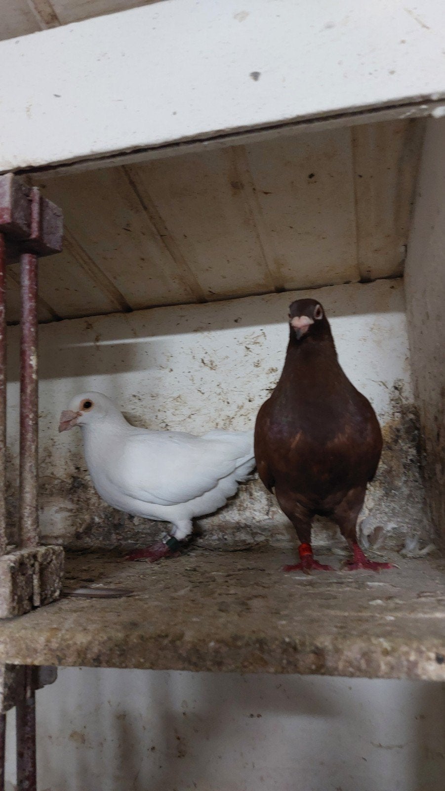 post duiven, Dieren en Toebehoren, Vogels | Duiven, Meerdere dieren, Postduif