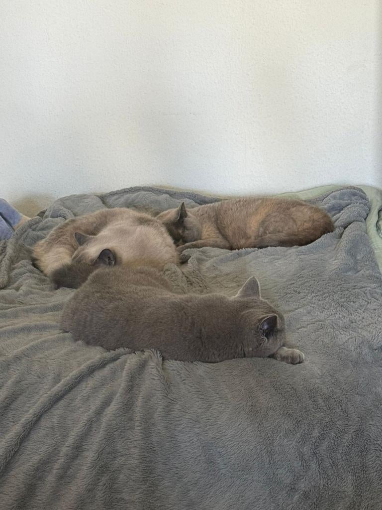 Kattenopvang kattenpension de Kattenkamer, Diensten en Vakmensen, Dieren | Katten | Verzorging, Oppas en Les