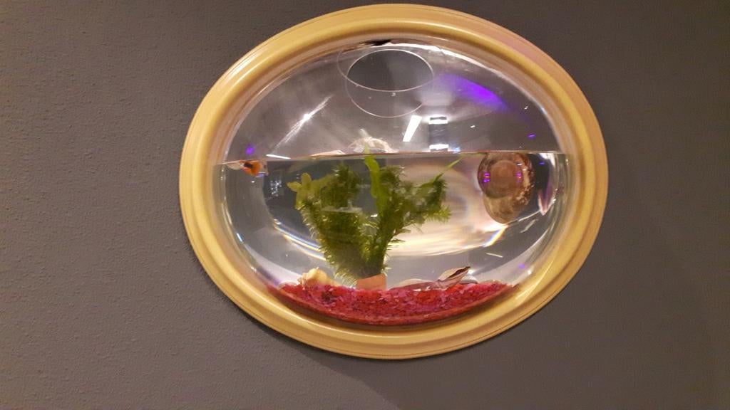 Viskom muuraquarium aquarium met aansluiting luchtpomp, Ophalen, Leeg aquarium