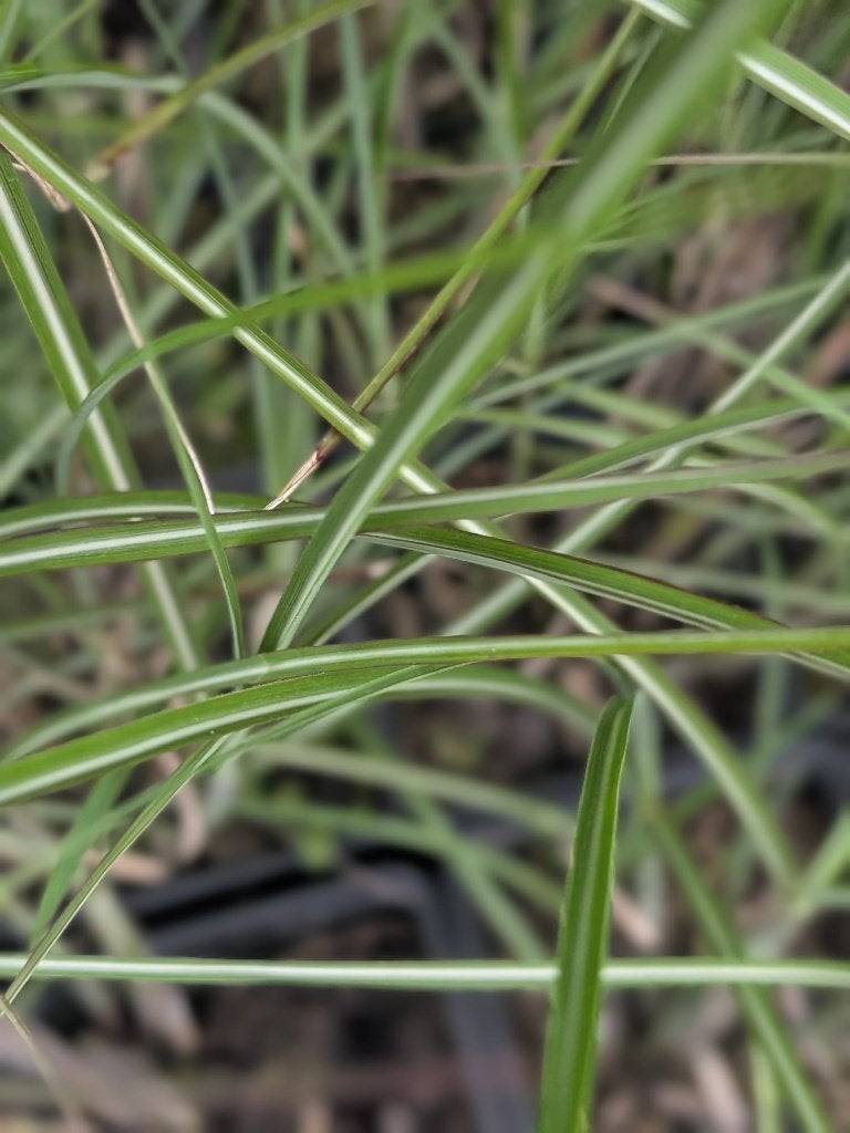 Miscanthus sinensis 'gracillimus' prachtriet p9, Ophalen, Vaste plant, Siergrassen, Bloeit niet