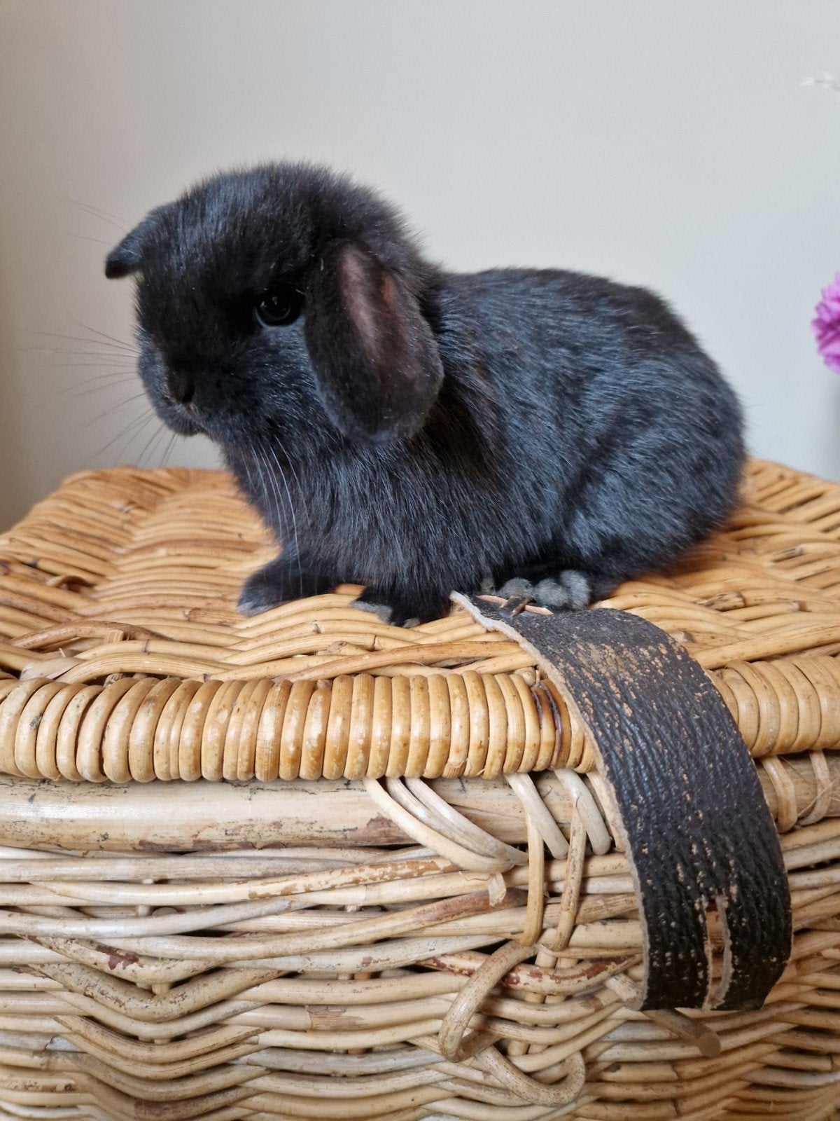 2 baby Minilop x NHD  konijnen, tam, direct beschikbaar, Dieren en Toebehoren, Meerdere dieren, Dwerg, Hangoor, 0 tot 2 jaar