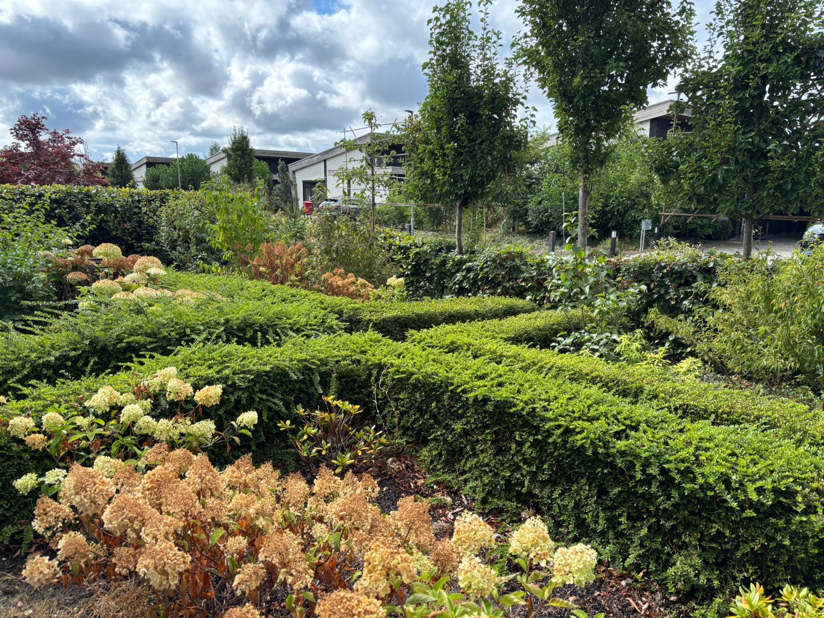 Buxusplanten, Ophalen, Buxus, Haag, Minder dan 100 cm