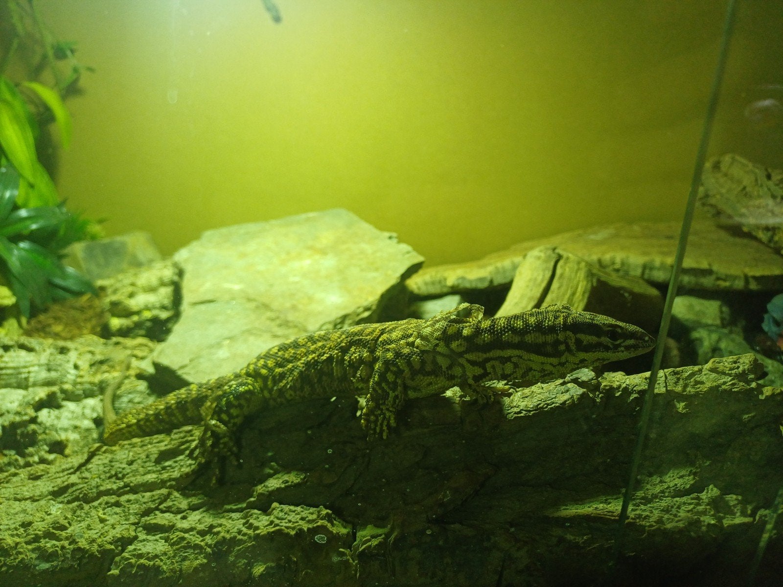 Varanus acanthurus Monitor Lizard photo 2
