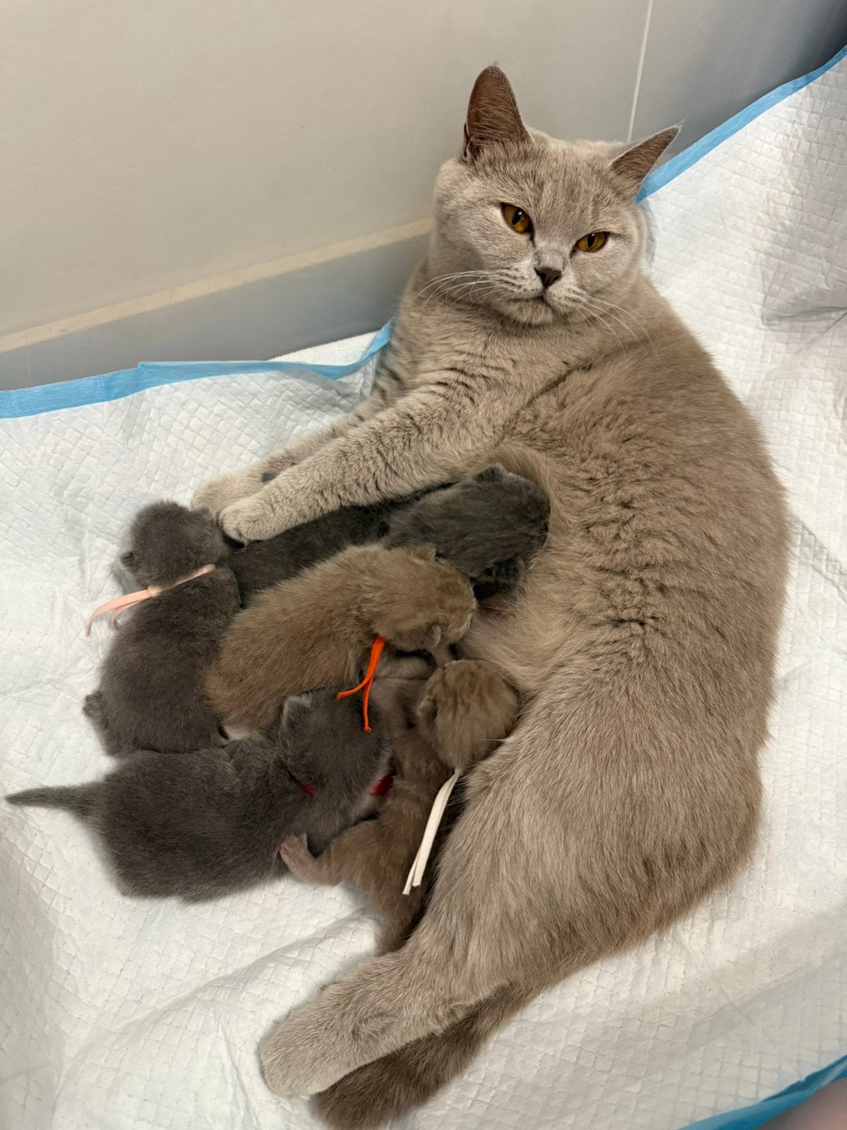 Nog 3 over! Britse korthaar kittens | blauw/fawn/lilac, Meerdere dieren, Ontwormd