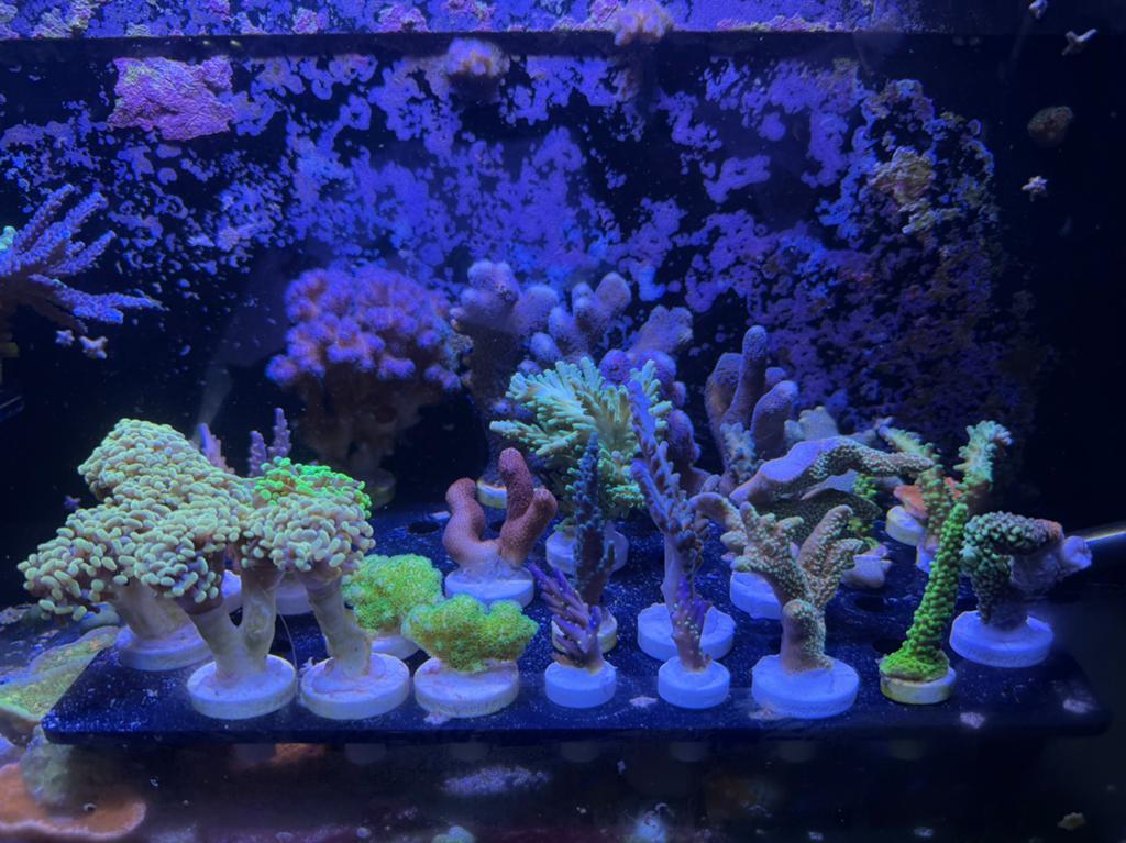 SPS en LPS koraal stekjes, Ophalen of Verzenden, Zo goed als nieuw, Leeg aquarium