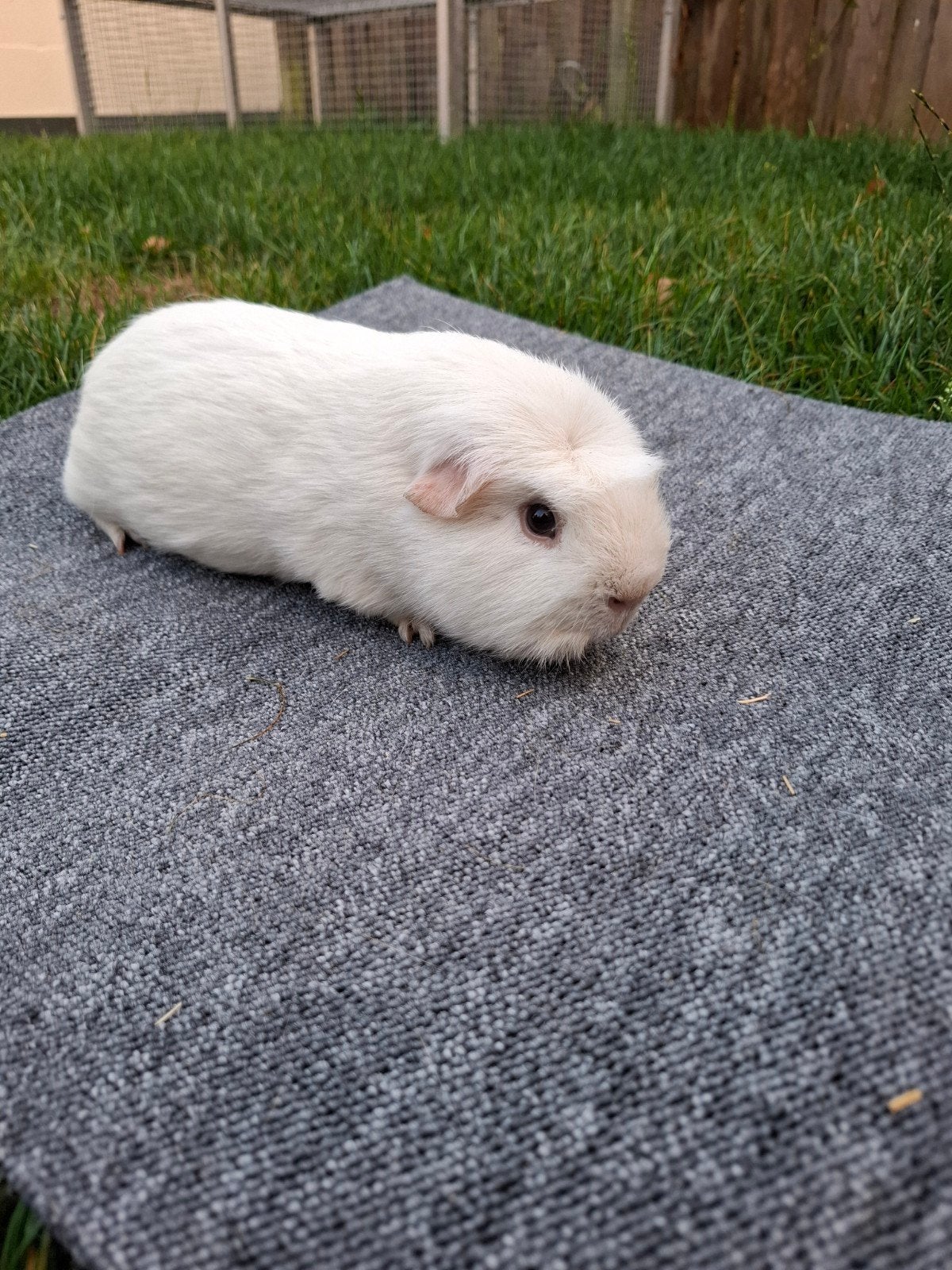 Engels gekruinde witte beer, Dieren en Toebehoren, Knaagdieren, Cavia, Mannelijk, Juli, Tam