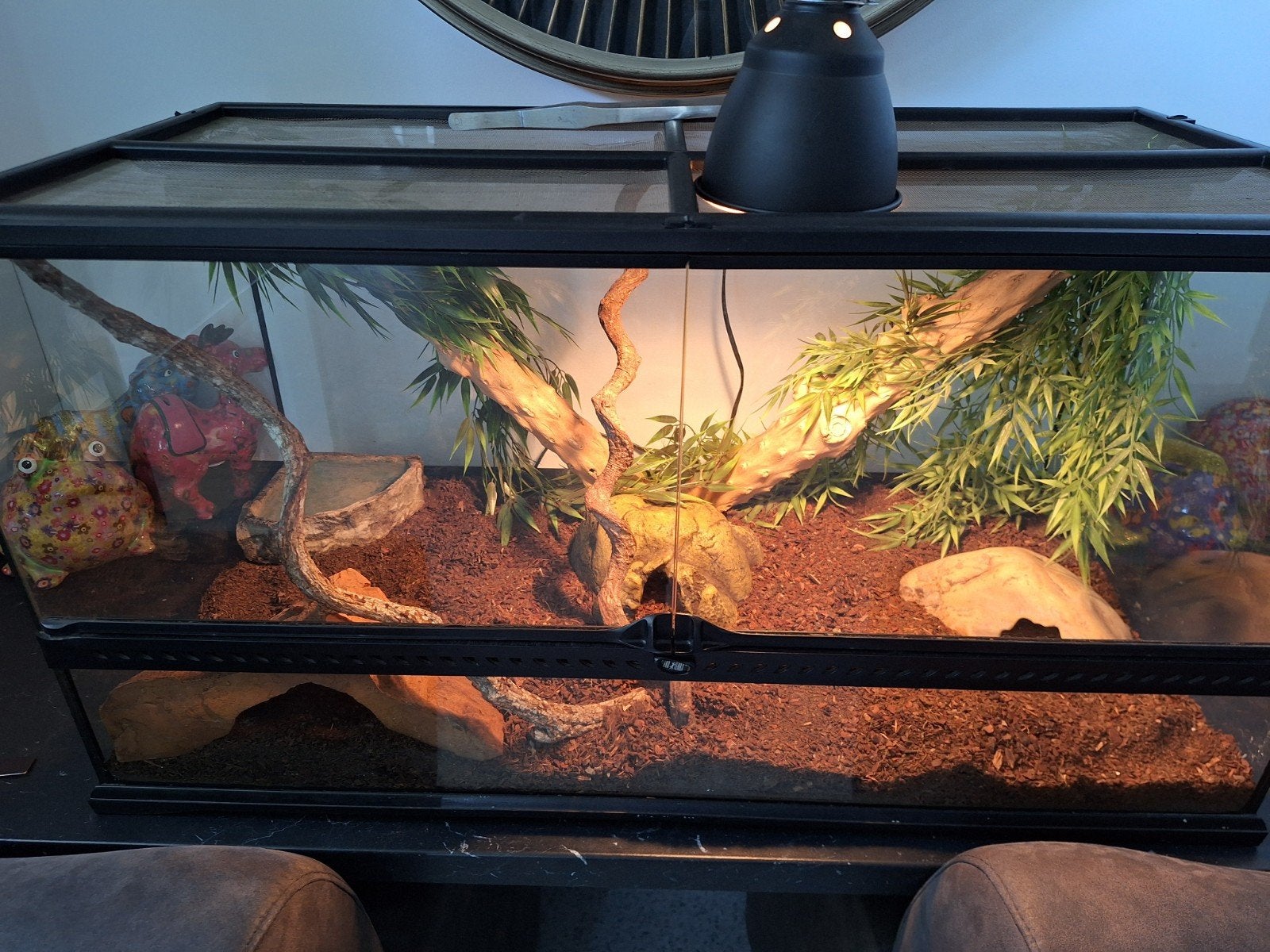 Terrarium compleet met 2 rattenslangen Rat Snake photo 3
