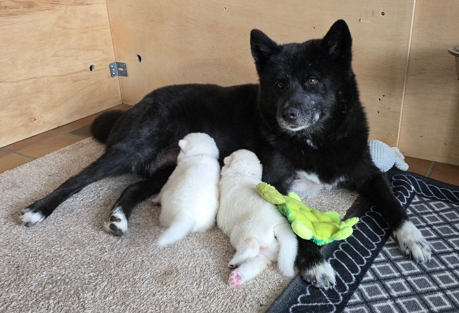 Kruising Alaskan Malamute pups, Dieren en Toebehoren, Parvo, Reu, 8 tot 15 weken, Meerdere