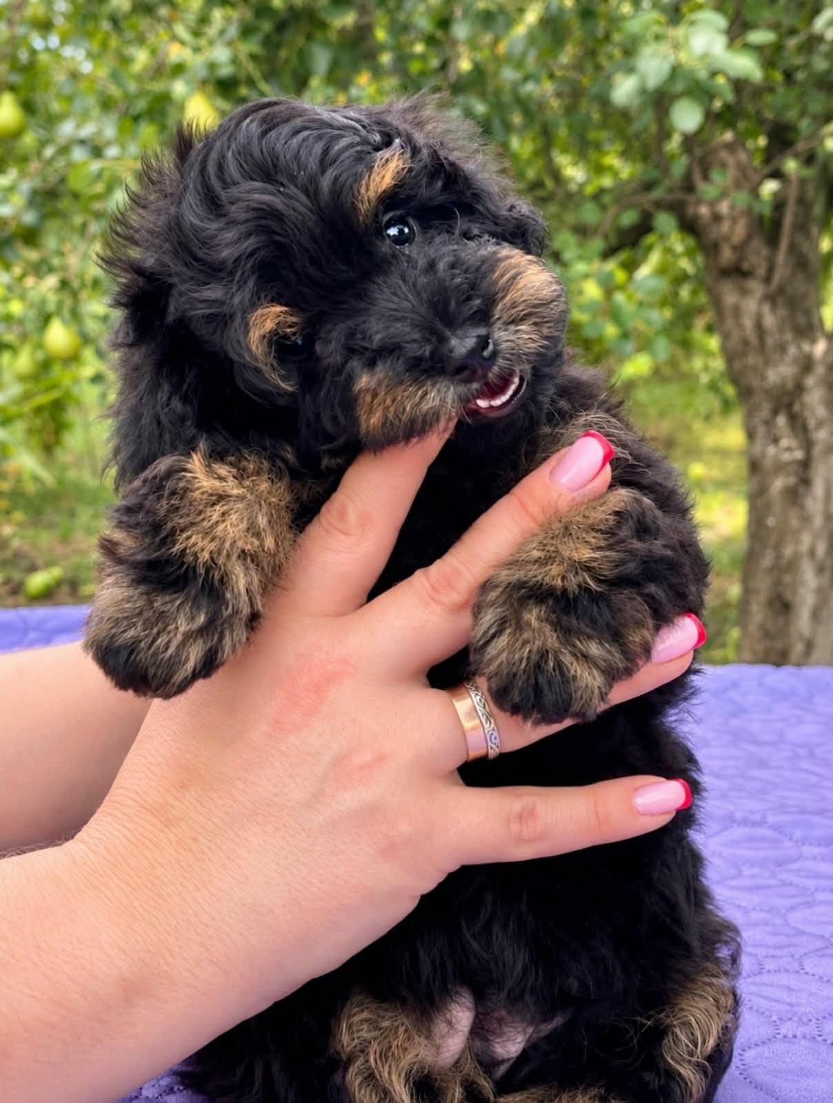 #  Niet zomaar een pup. Een bijzonder nieuw gezinslid!, Poedel, 15 weken tot 1 jaar, Reu, Buitenland