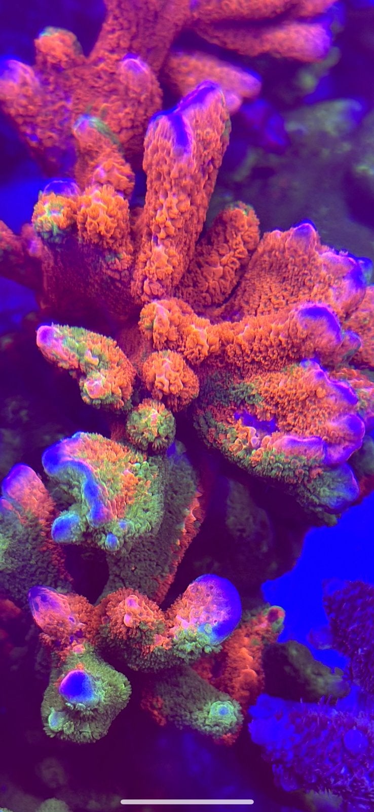 Wwc contraband digitata, Dieren en Toebehoren, Vissen | Aquariumvissen, Overige typen