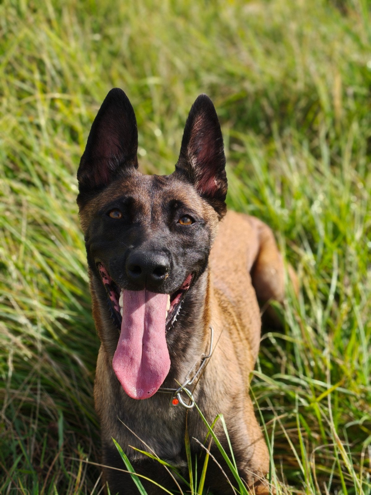 Maki 3,5j zoekt haar gouden mand, Teef, Parvo, Eén hond, 3 tot 5 jaar