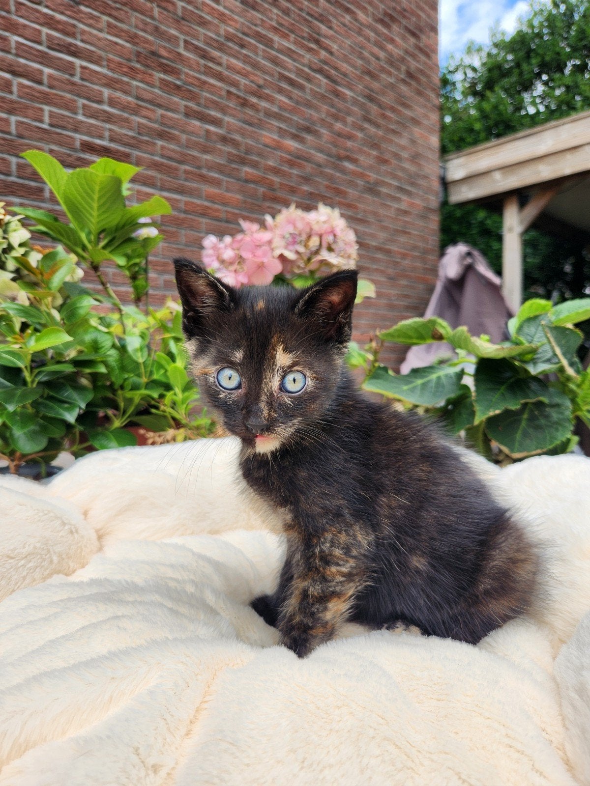 Zwarte met rode kitten te koop, Poes, Ontwormd, 0 tot 2 jaar