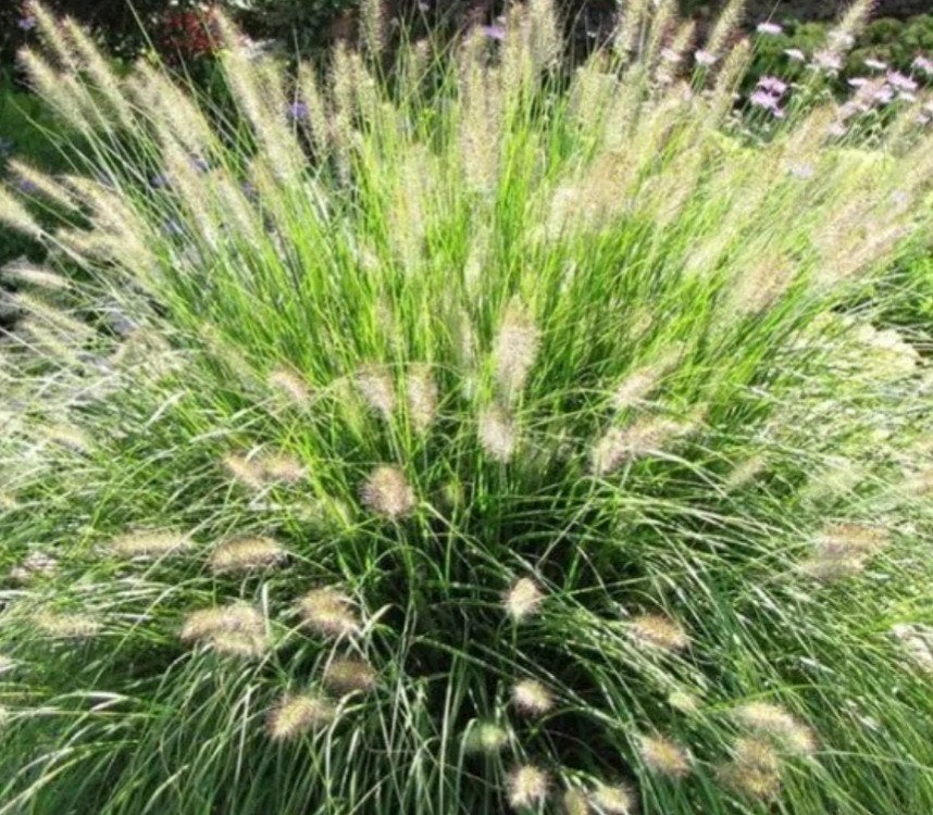 Pennisetum Hameln - Lampenpoetsersgras P9, Ophalen of Verzenden, Vaste plant, Siergrassen, Volle zon