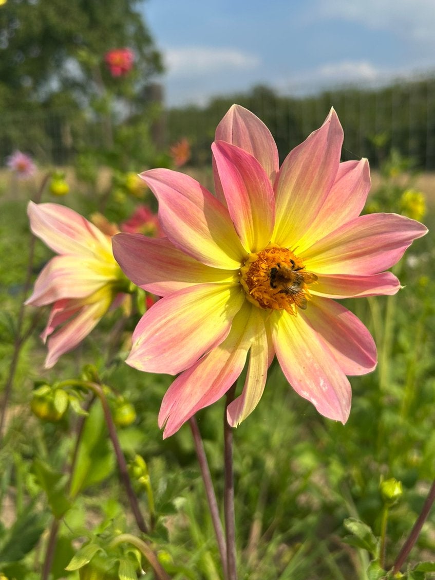 50 dahlia zaden, Ophalen of Verzenden, Voorjaar, Volle zon, Zaad