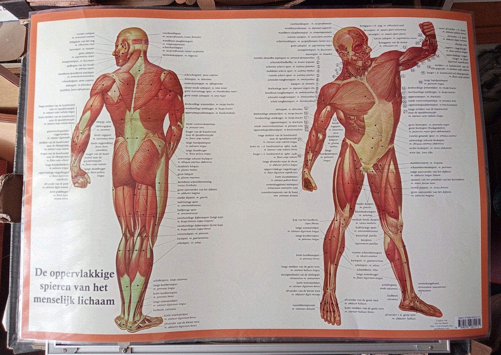Medisch anatomische poster affiche Spieren, Ophalen of Verzenden, Zo goed als nieuw, A1 t/m A3, Film en Tv