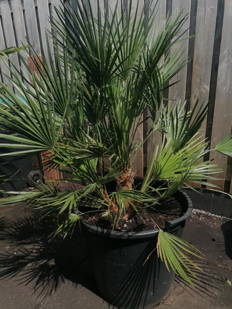 Grote palmboom van 115 cm, Tuin en Terras, Planten | Bomen, 100 tot 250 cm, Palmboom, Ophalen, Volle zon