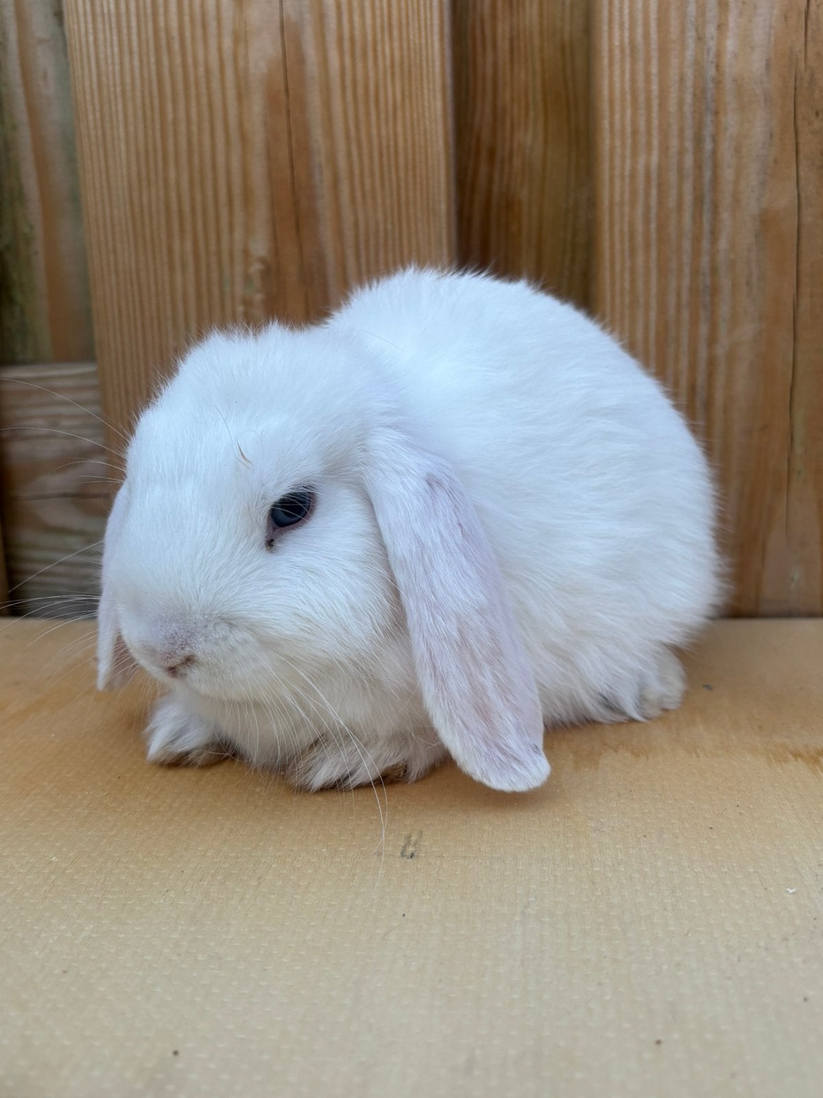 Minilop | 9 weken oud | klaar voor nieuw huisje, Mannelijk, Klein, Hangoor, 0 tot 2 jaar