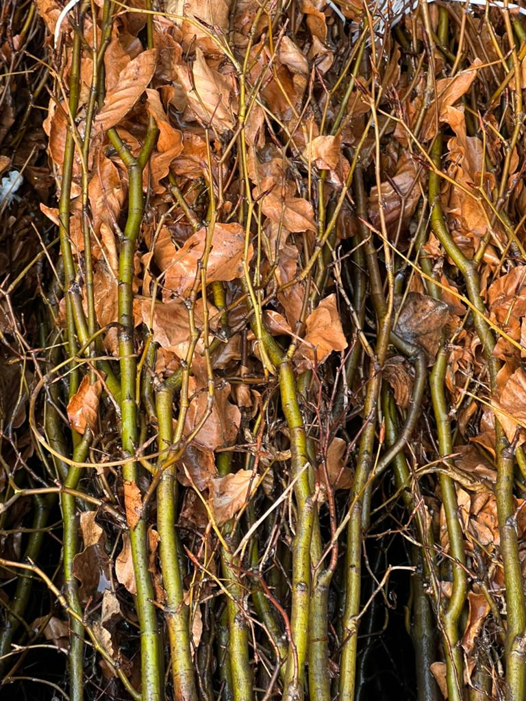 Beuken haag plantjes 80 cm hoog, Tuin en Terras, Planten | Struiken en Hagen, Ophalen of Verzenden, Beukenhaag, Minder dan 100 cm
