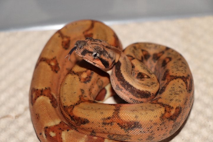 Jonge Boa Constrictor’s, Dieren en Toebehoren, Slang, 0 tot 2 jaar