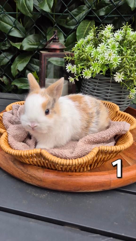 Baby Dwerg Konijnen, Dieren en Toebehoren, Konijnen, Meerdere dieren, Dwerg, Hangoor