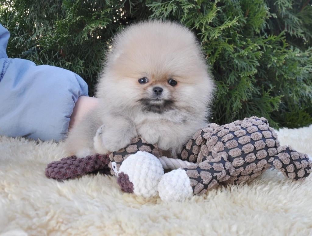 Pomeriaan pup teefje Cream Sable mini – te reserveren, Keeshond, 8 tot 15 weken, Buitenland, Teef