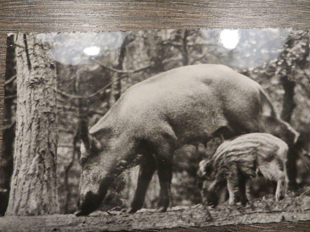 Ansicht de Veluwe, Ophalen of Verzenden, 1940 tot 1960, Gelopen, Gelderland