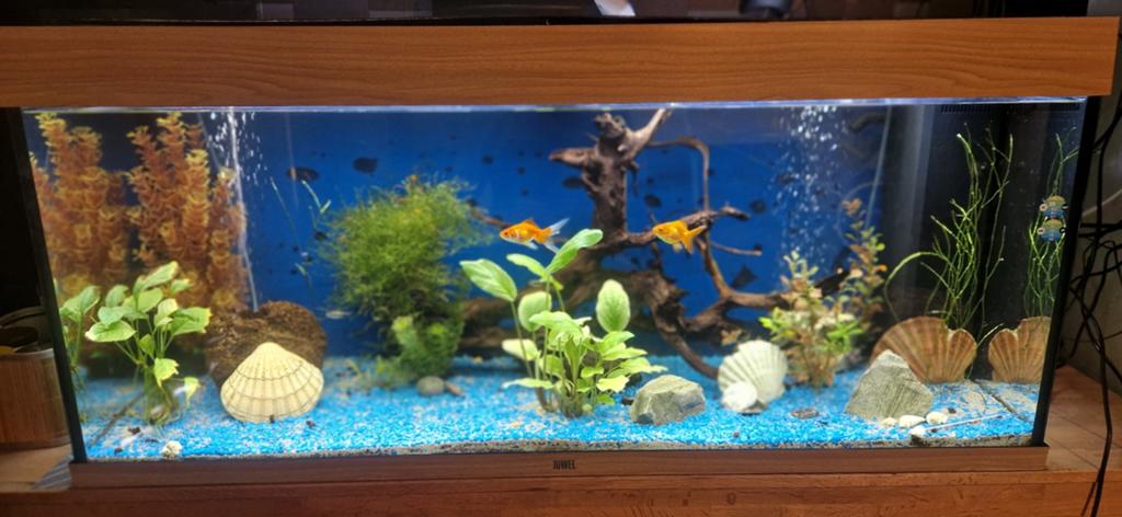 Aquarium 200 liter + kast, Ophalen, Gebruikt