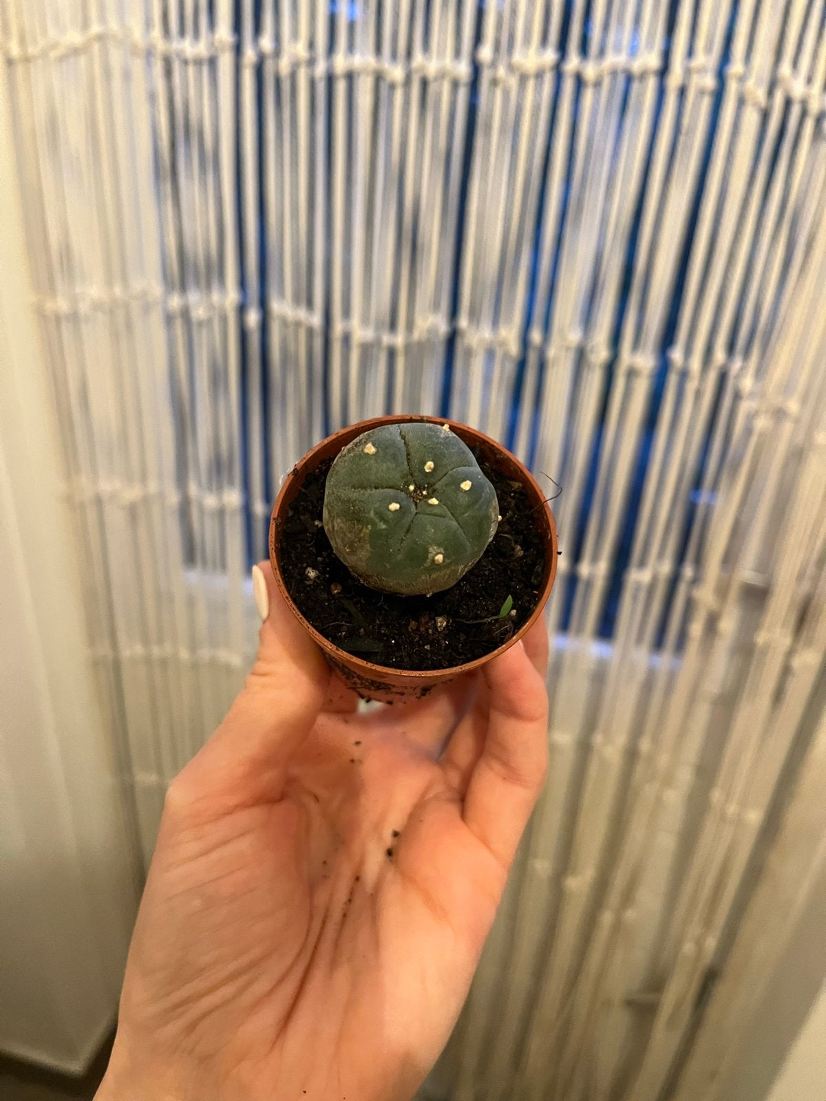 Peyote Cactus (Lophophora williamsii) - Zeldzame Succulent, Overige soorten, Volle zon, Vaste plant, Ophalen of Verzenden