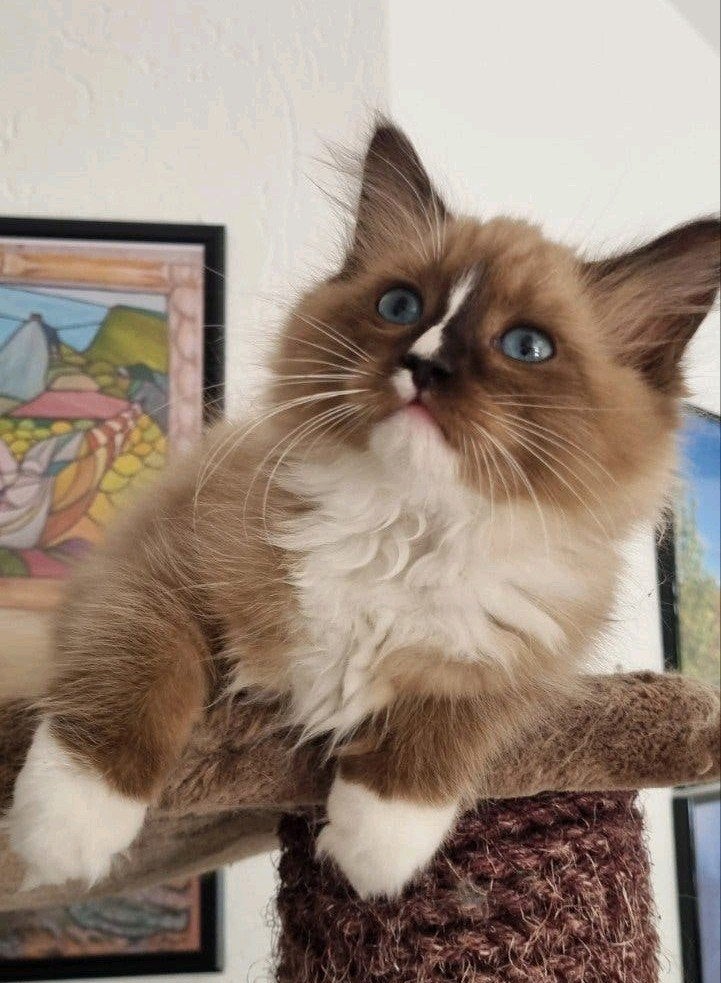 Poesje Ragdoll 12 weken ze mag weg, Poes, Gechipt