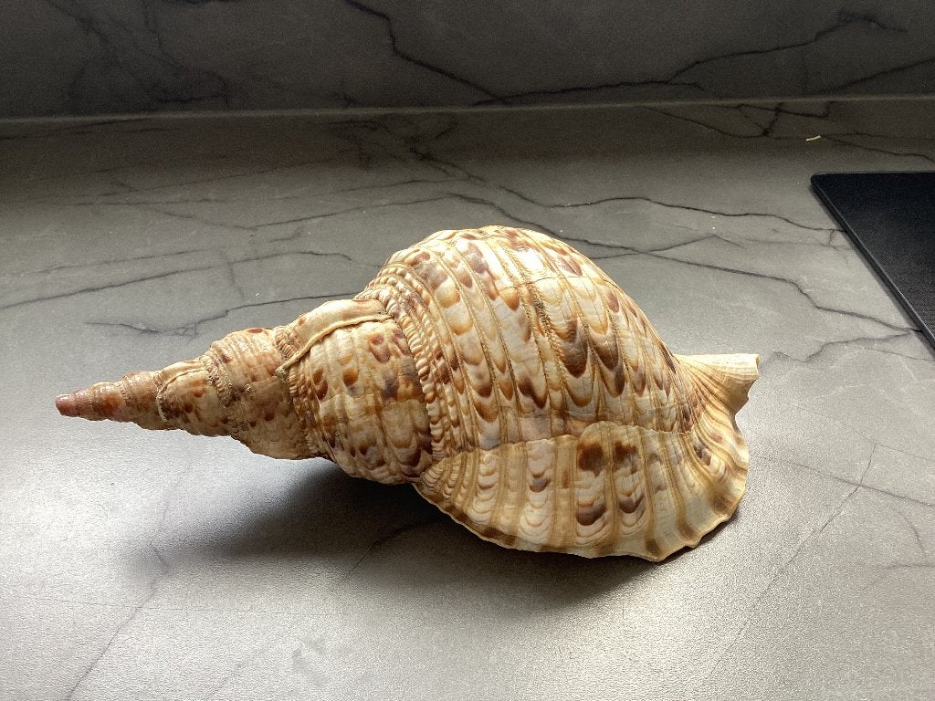 Schelp(groot), Ophalen of Verzenden, Schelp(en)
